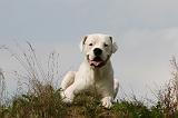 DOGUE ARGENTIN 435